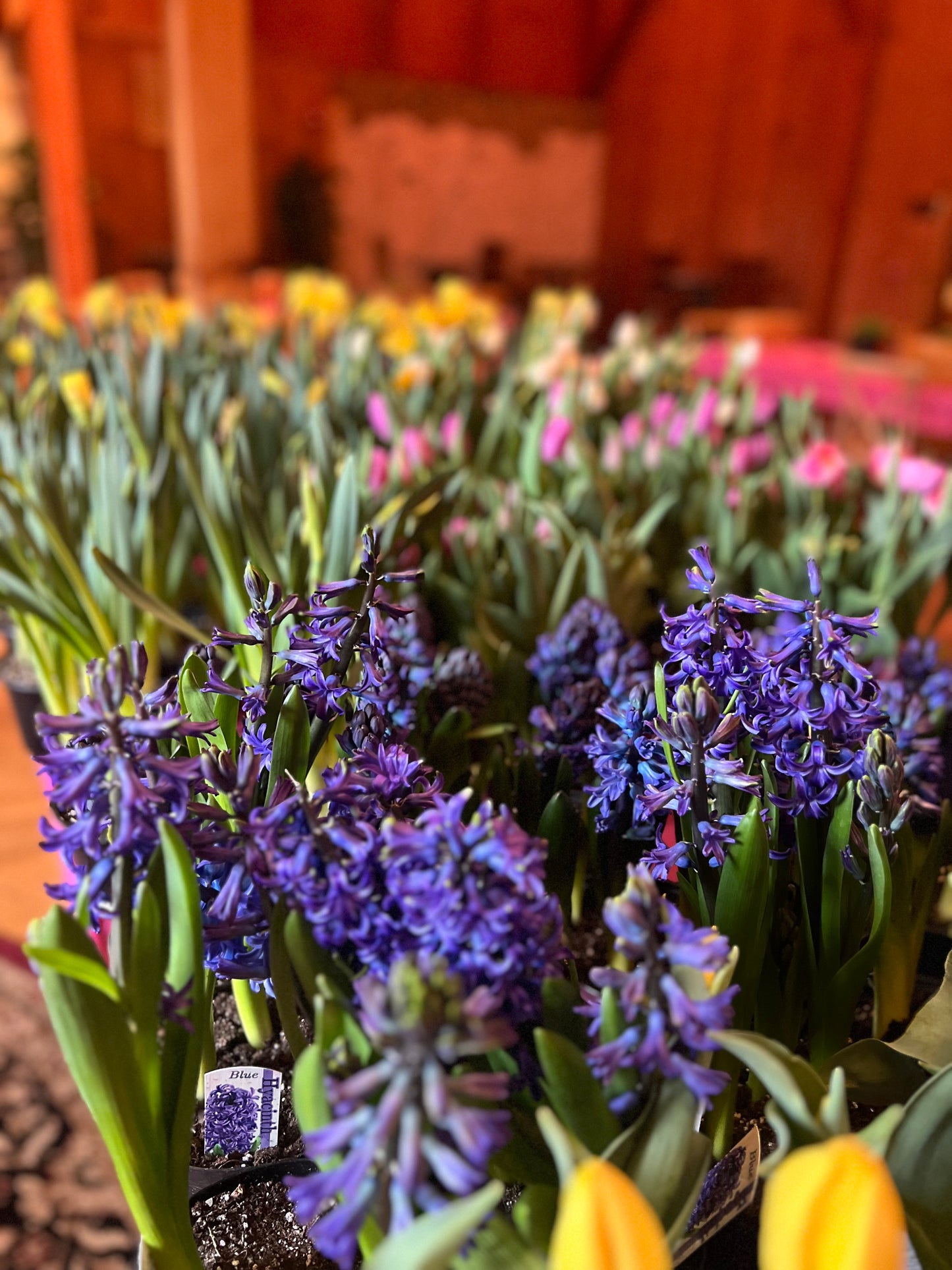 3/31 Bulbs & Bellinis - Spring Planter Workshop at Stove & Tap West Chester, PA at 6 pm