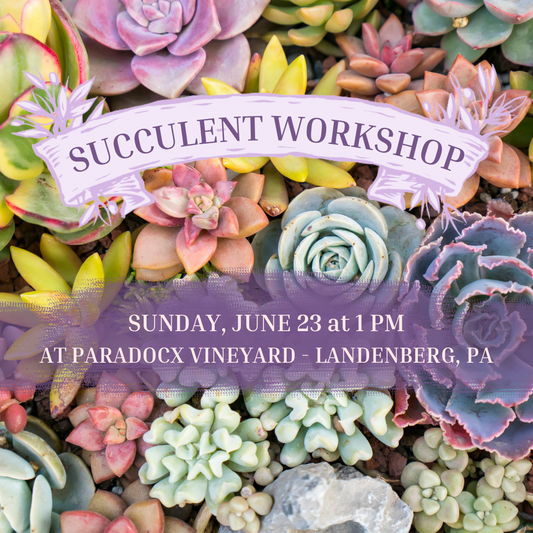 6/23 Succulent Workshop at Paradocx Vineyard Landenberg, PA 1 pm