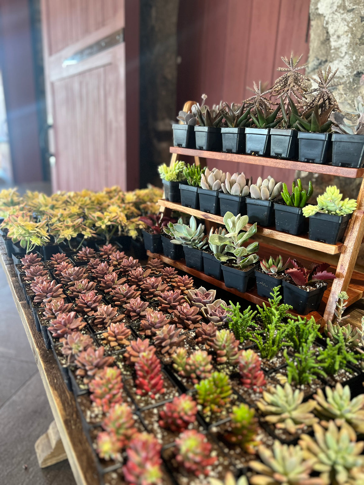 11/27 Succulent Snowglobe Workshop at Grace Winery, Glen Mills PA at 6 pm
