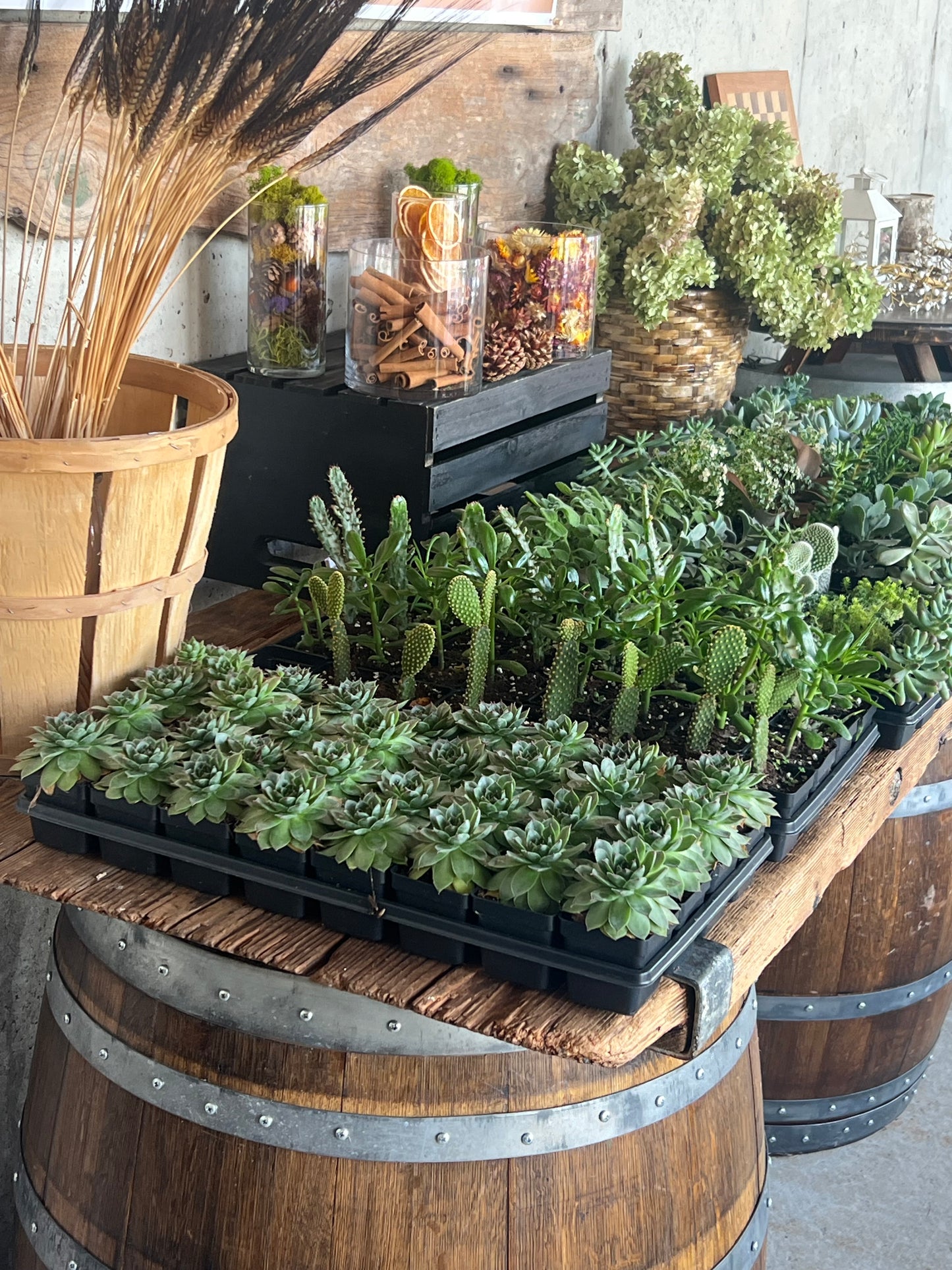 10/19 Fall Fairy Garden Workshop at Paradocx Vineyard - Landenberg at 1 pm