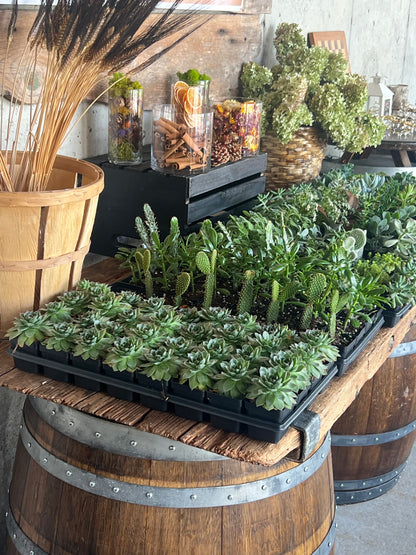 10/19 Fall Fairy Garden Workshop at Paradocx Vineyard - Landenberg at 1 pm