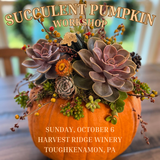 10/6 Succulent Pumpkin Workshop at Harvest Ridge Winery - Toughkenamon, PA 1 PM