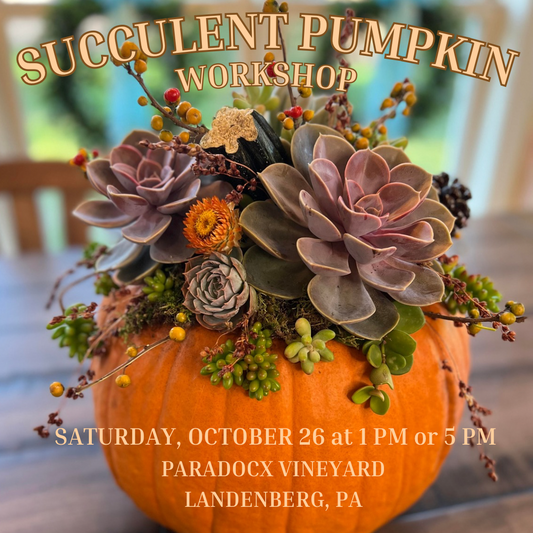 10/26 Succulent Pumpkin Workshop at Paradocx Vineyard - Landenberg, PA