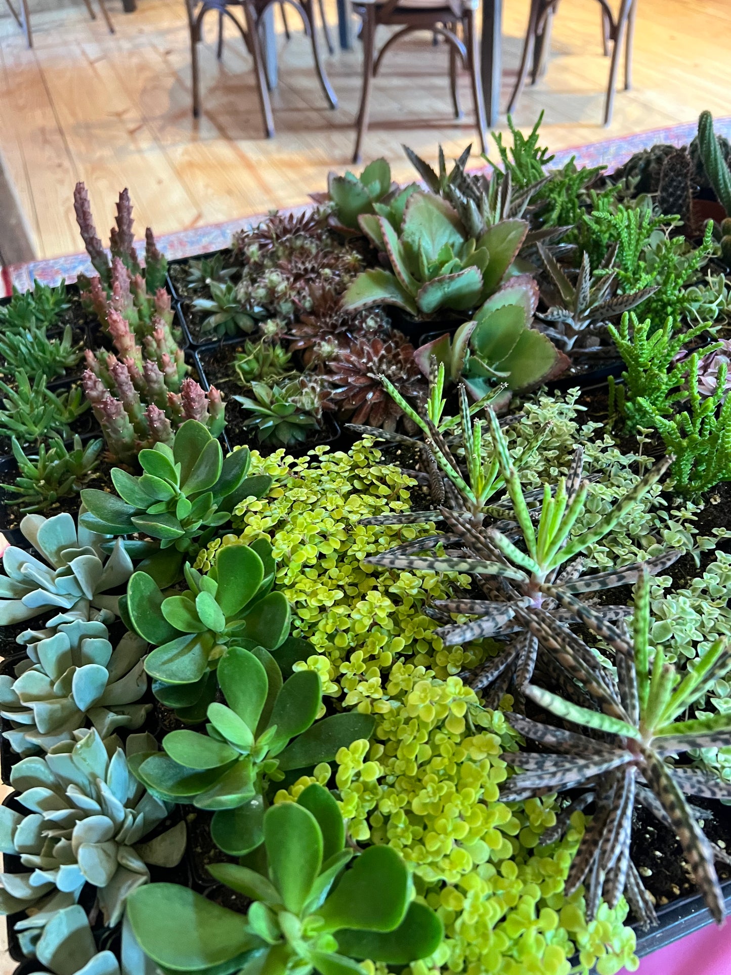 4/19 Succulents & Spring Sips: Plant Workshop at Bierhaul Townhouse - West Chester, PA at 1 pm