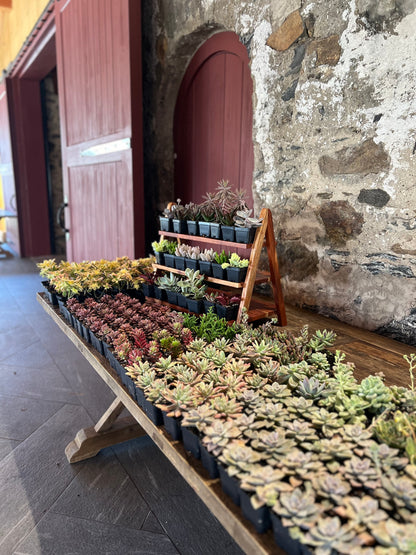 11/27 Succulent Wreath Workshop at Grace Winery, Glen Mills PA at 6 pm