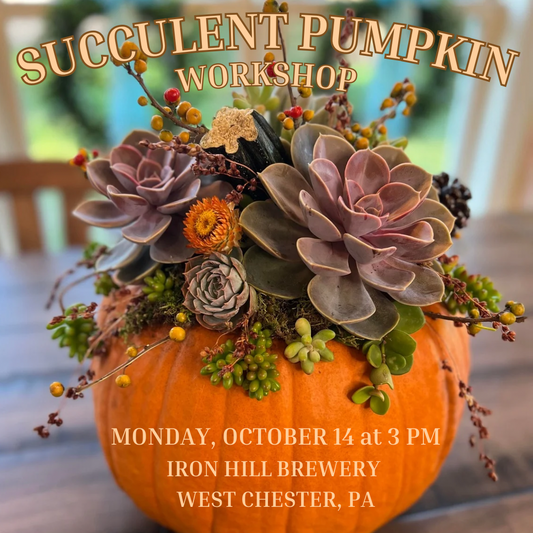 10/14 Succulent Pumpkin Workshop at Iron Hill Brewery, West Chester, PA at 3 pm (includes all you care to enjoy: beer, wine & light appetizers)