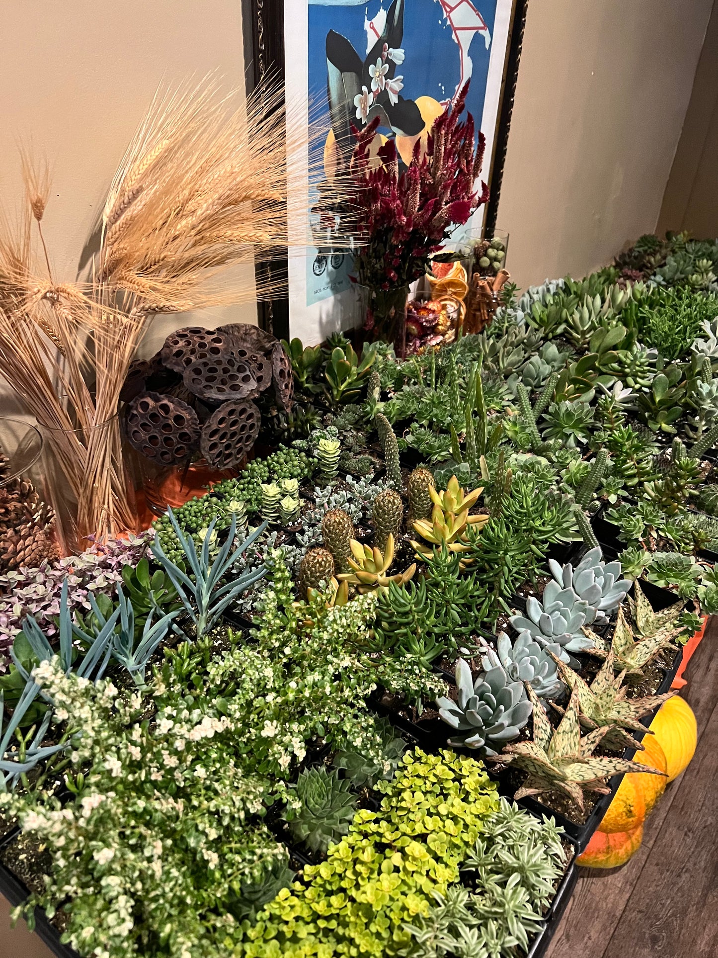 10/6 Succulent Pumpkin Workshop at From the Boot Lafayette Hill at 6:30 pm - BYOB (Dinner included)
