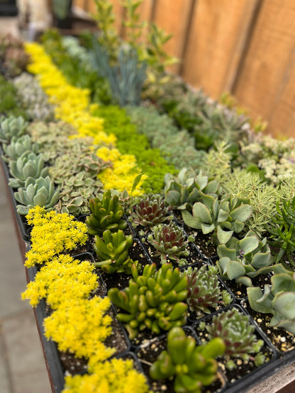 4/19 Succulents & Spring Sips: Plant Workshop at Bierhaul Townhouse - West Chester, PA at 1 pm