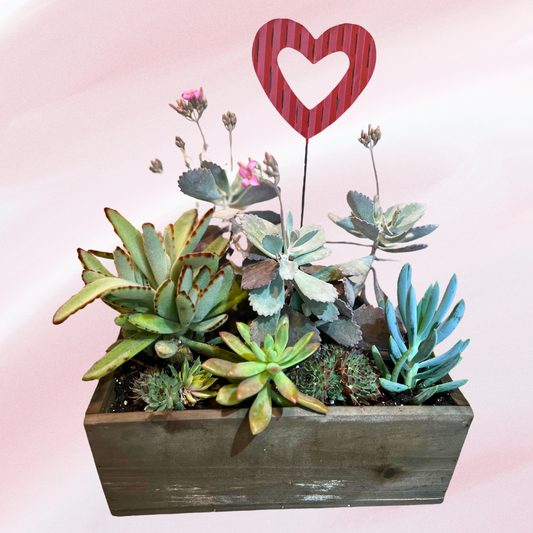Desginer's Choice Valentine's Succulent Planter(Delivery Included)