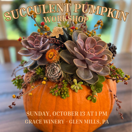 10/13 Succulent Pumpkin Workshop at Grace Winery in Glen Mills, PA (new date added- see listing for 10/25)