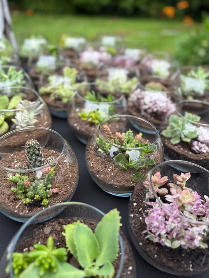 30 succulents Signature Succulent Bar – Includes Cart Rental & 30 Terrariums