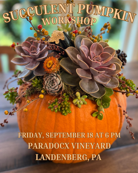 9/18 Succulent Pumpkin Workshop at Paradocx Vineyard in Landenberg, PA at 6 pm