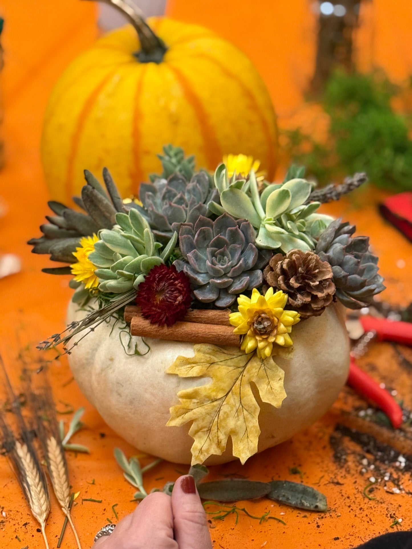 9/18 Succulent Pumpkin Workshop at Paradocx Vineyard in Landenberg, PA at 6 pm