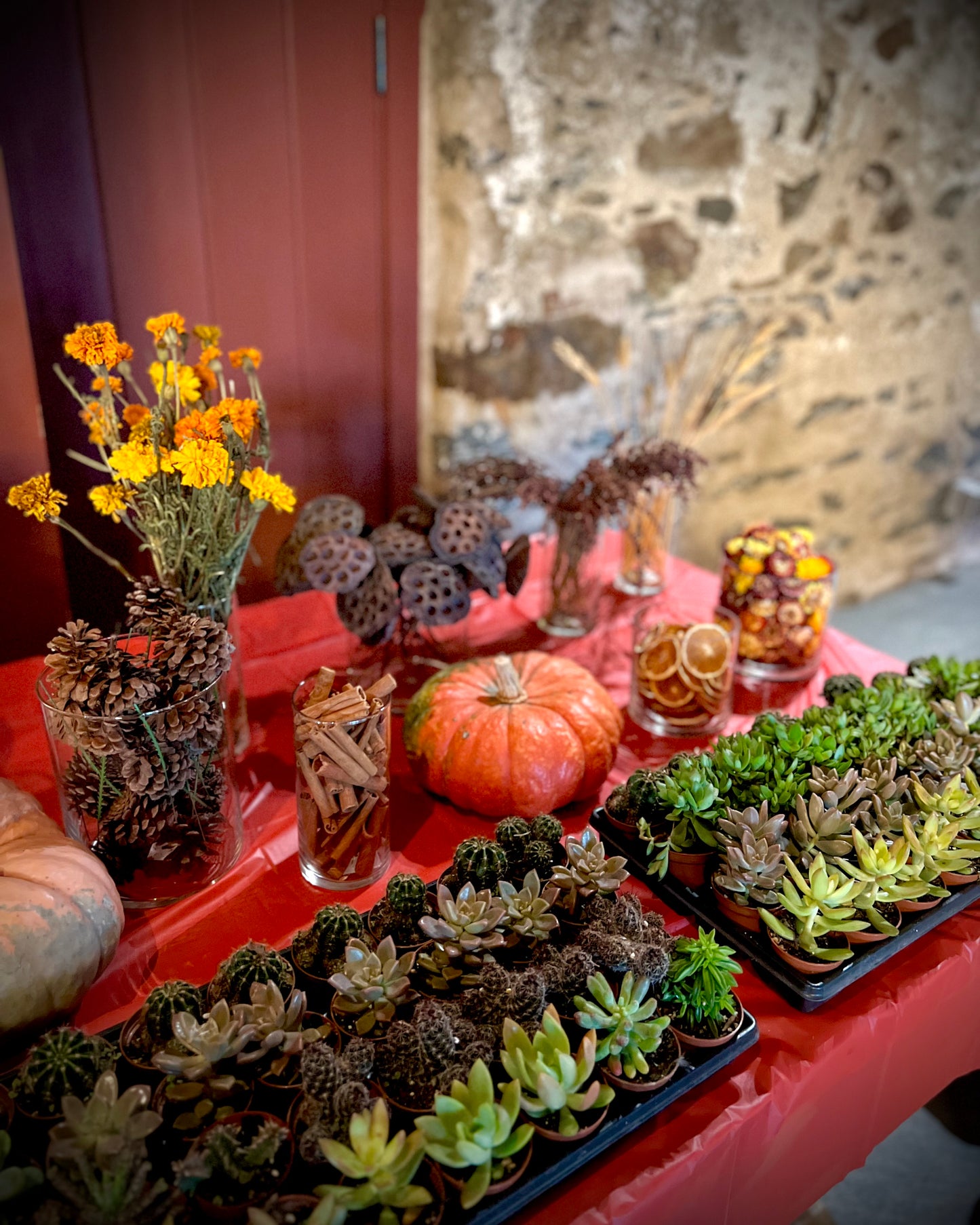 9/18 Succulent Pumpkin Workshop at Paradocx Vineyard in Landenberg, PA at 6 pm