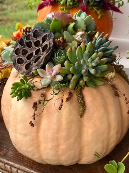 9/18 Succulent Pumpkin Workshop at Paradocx Vineyard in Landenberg, PA at 6 pm